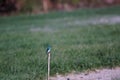 Cerulean kingfisher perched on a tree branch Royalty Free Stock Photo